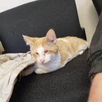 Etheridge Animal Hospital ico