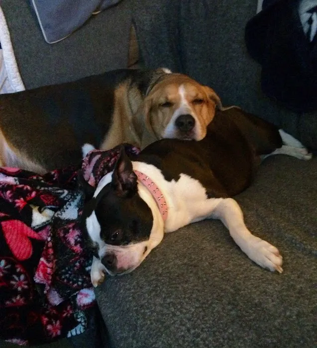 Etheridge Animal Hospital Picture 5