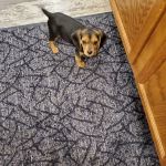 Animal Kingdom Veterinary Clinic