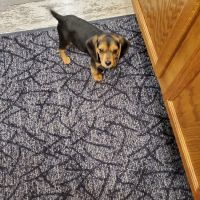 Animal Kingdom Veterinary Clinic ico