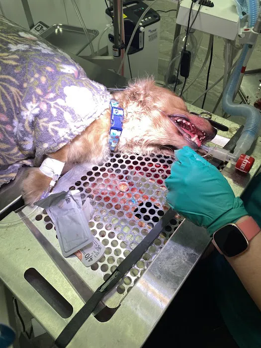Midwest Veterinary Dentistry Picture 5