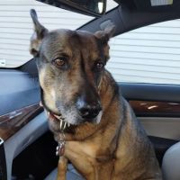 Meadows Animal Hospital ico