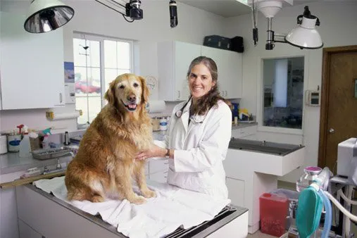 Meadows Animal Hospital Picture 3