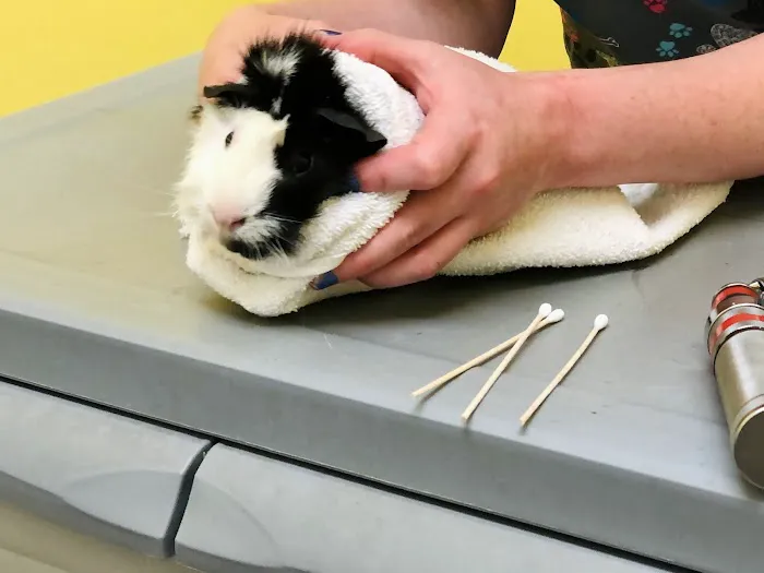 All Creatures Animal Hospital Picture 6