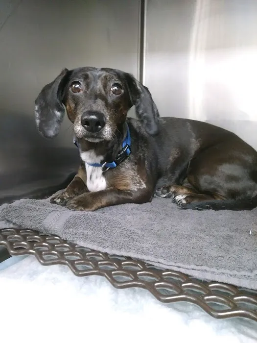 All Creatures Animal Hospital Picture 10
