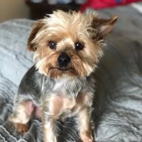 Compassionate Veterinary Care of Herscher ico