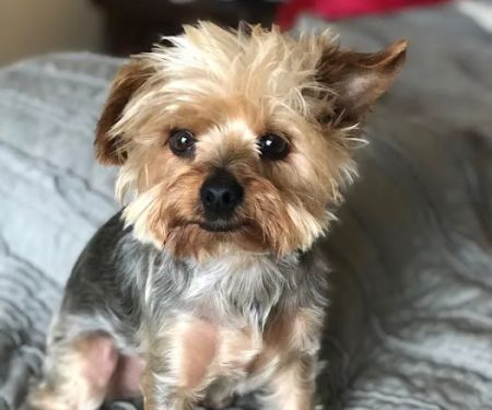 Compassionate Veterinary Care of Herscher