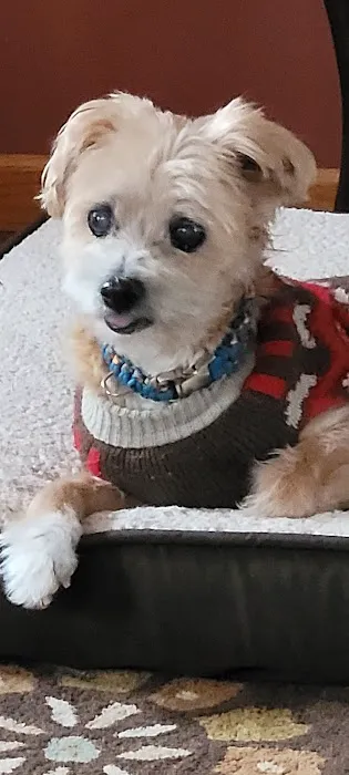 Compassionate Veterinary Care of Herscher Picture 9