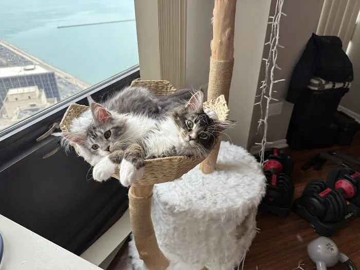 Poly & Coons Cattery Picture 1