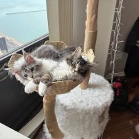 Poly & Coons Cattery ico