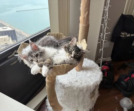 Poly & Coons Cattery