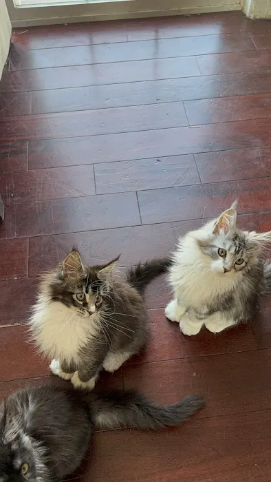Poly & Coons Cattery Picture 10