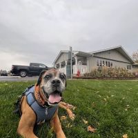 Pine Bluff Animal Hospital ico