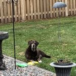 Shirkey Veterinary Clinic