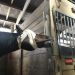 Country Care Animal Hospital, PC