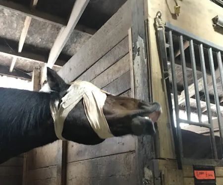 Country Care Animal Hospital, PC