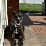 Minooka Animal Hospital