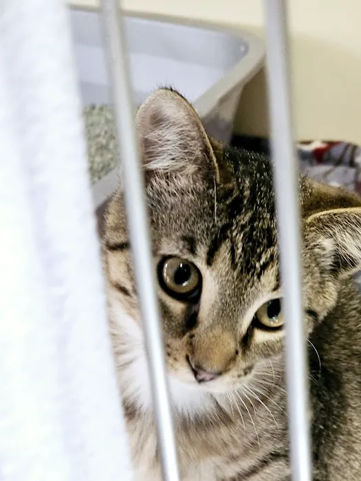 Minooka Animal Hospital Picture 10