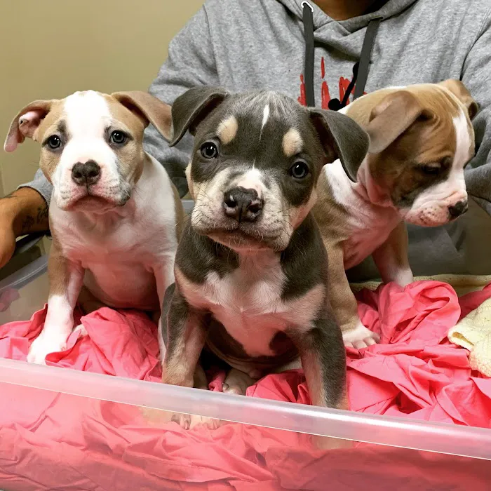 Minooka Animal Hospital Picture 9