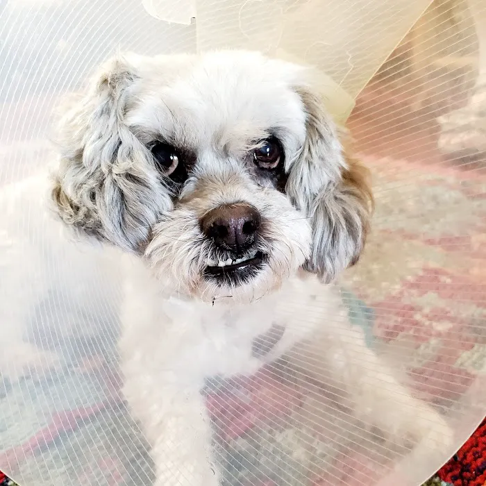Minooka Animal Hospital: Tourville Jayma DVM Picture 1