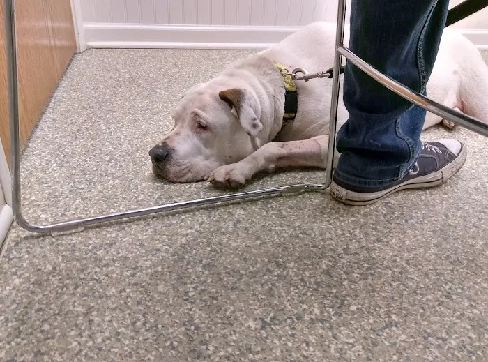 Sugar Grove Animal Hospital Picture 6