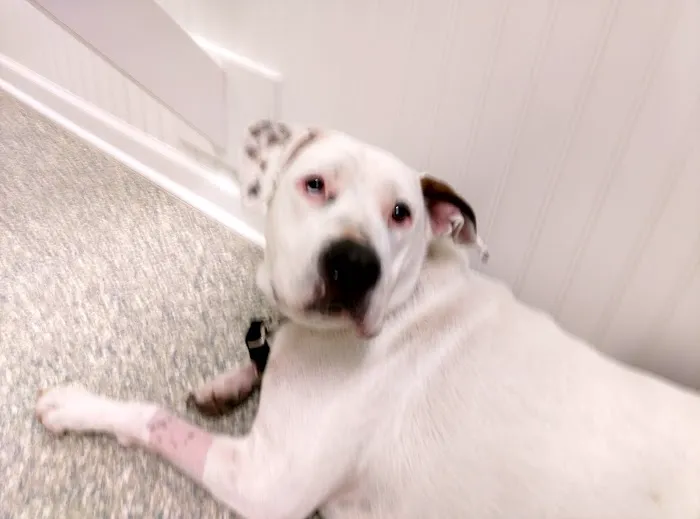 Sugar Grove Animal Hospital Picture 5