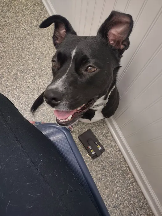 Sugar Grove Animal Hospital Picture 7
