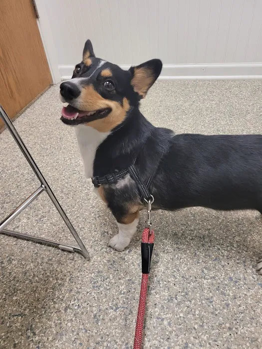 Sugar Grove Animal Hospital Picture 10