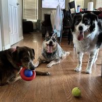 Safford Veterinary Services ico