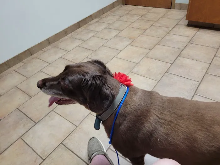 Yorkville Animal Hospital Picture 4
