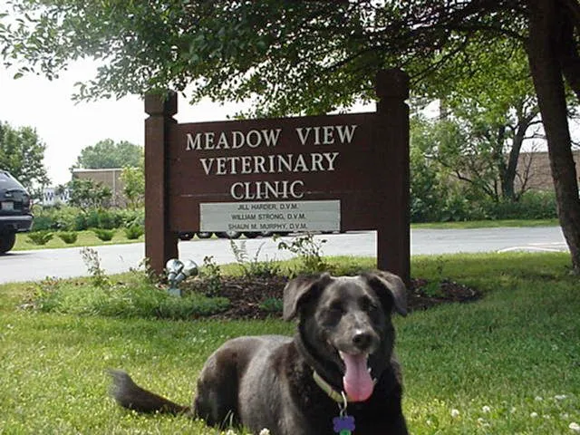 Meadow View Veterinary Clinic Picture 4