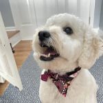 Valley Animal Hospital