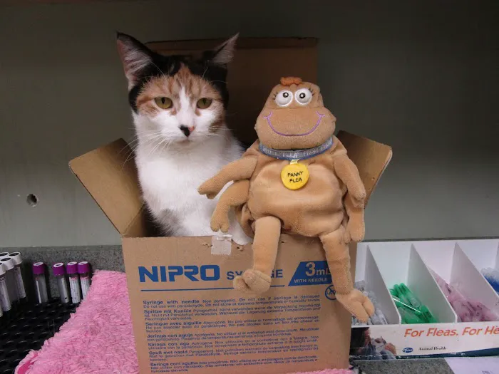 Valley Animal Hospital Picture 8