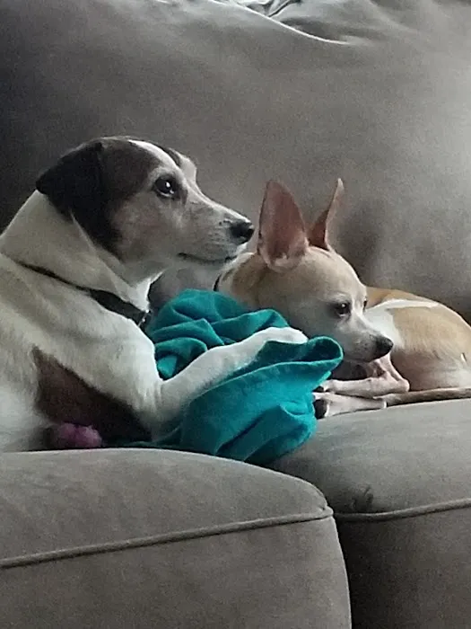 Valley Animal Hospital Picture 10