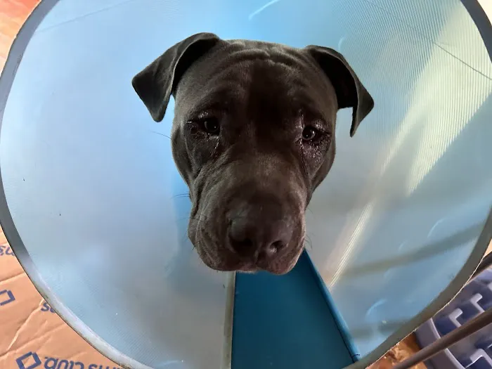 Eye Care for Animals - St Charles Picture 1