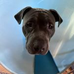Eye Care for Animals - St Charles