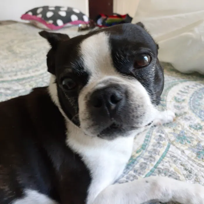 Eye Care for Animals - St Charles Picture 8
