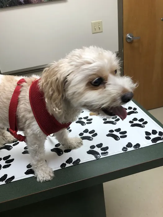 Animal House Veterinary Hospital Picture 5