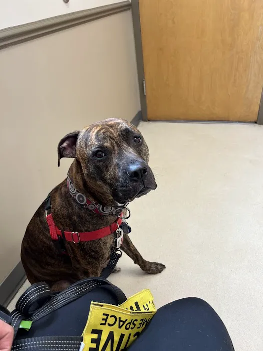Animal House Veterinary Hospital Picture 7