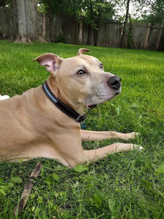 Hilltop Animal Hospital - Experienced Veterinarian in Palatine Picture 4