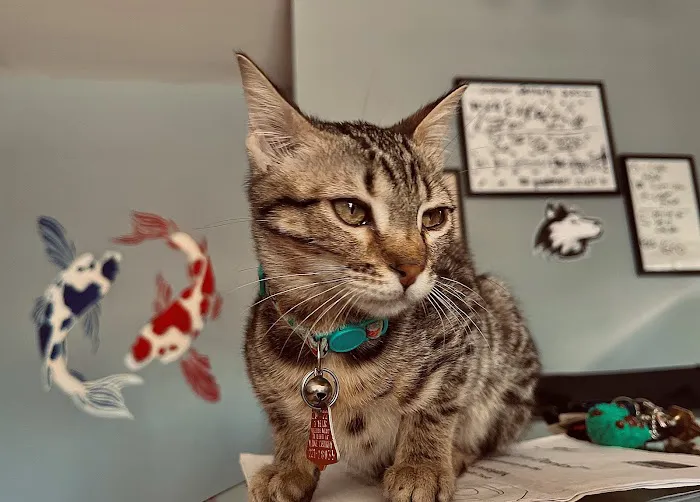 Hilltop Animal Hospital - Experienced Veterinarian in Palatine Picture 3