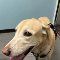 Banfield Pet Hospital ico