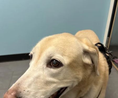 Banfield Pet Hospital