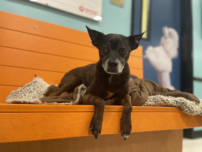 Banfield Pet Hospital Picture 4