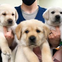 Dundee Animal Hospital ico