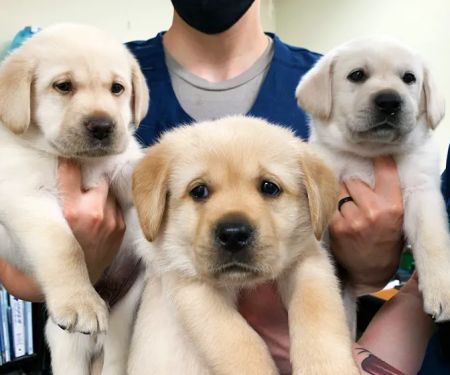 Dundee Animal Hospital