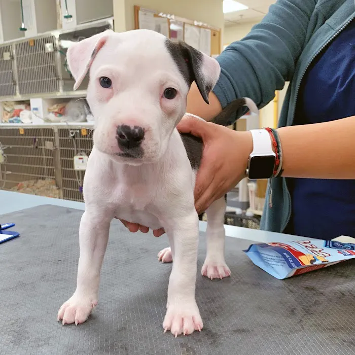 Dundee Animal Hospital Picture 2