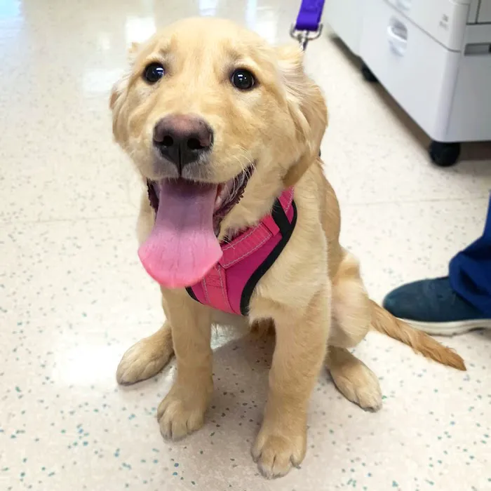 Dundee Animal Hospital Picture 5