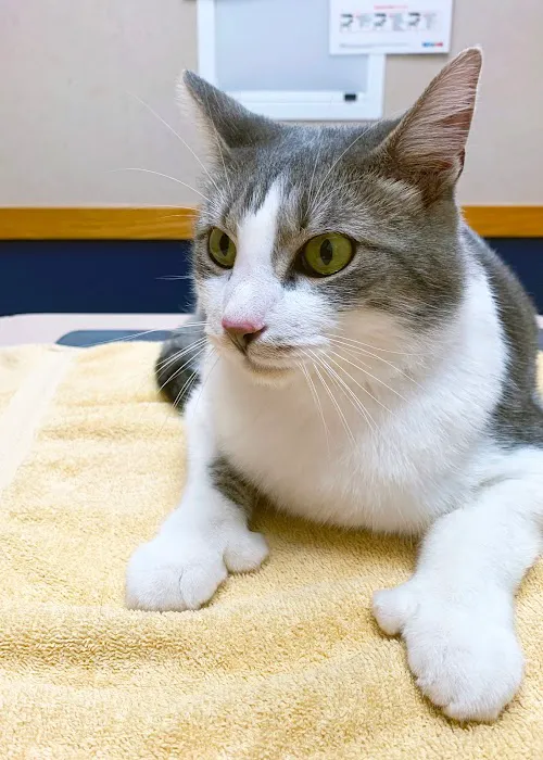 Dundee Animal Hospital Picture 8