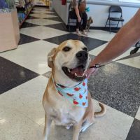 Vetco Vaccination Clinic ico